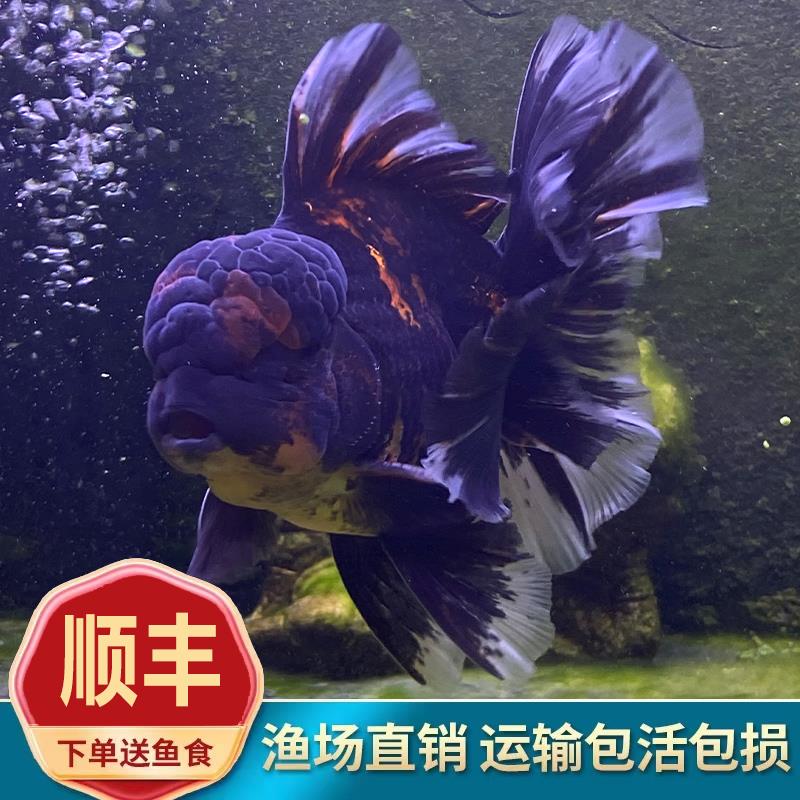 进口精品f1原种麒麟百褶宽尾泰狮鱼金鱼活体狮子头冷水淡水招财EE