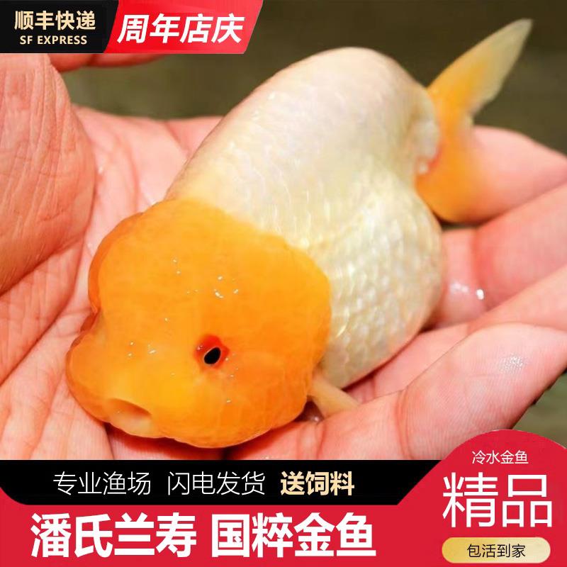 兰寿金鱼波妞精品小苗奶牛潘氏鱼苗玉兔麒麟日寿鱼苗蓝寿潘氏赛级