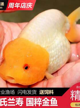 潘氏兰寿金鱼波妞玉兔麒麟