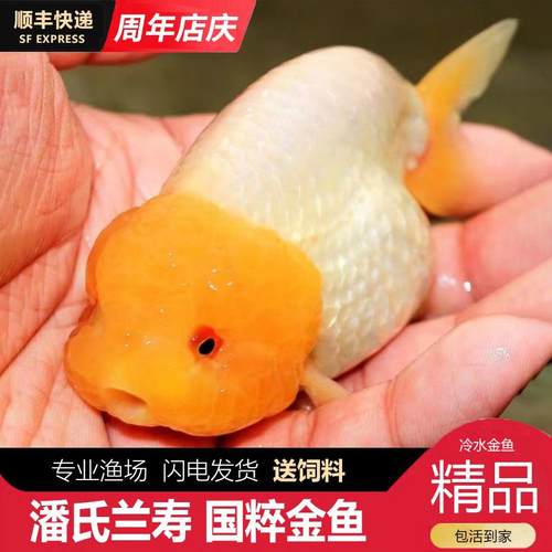 潘氏兰寿金鱼波妞玉兔麒麟