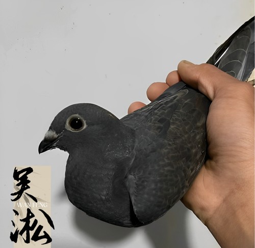 精品实战吴淞血统信鸽幼鸽一对
