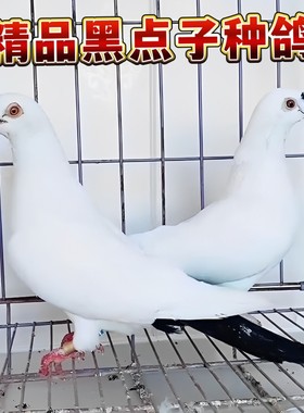 精品鸽子血统鸽黑点子种鸽青年鸽
