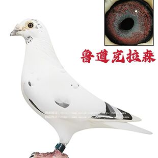 纯鲁道克拉森血统赛鸽信鸽种鸽一对带环包邮