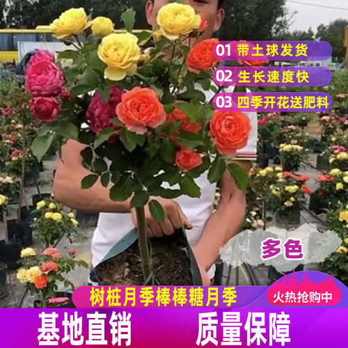 嫁接树桩月季老桩双色棒棒糖月季花苗特大花树状四季庭院盆栽地栽