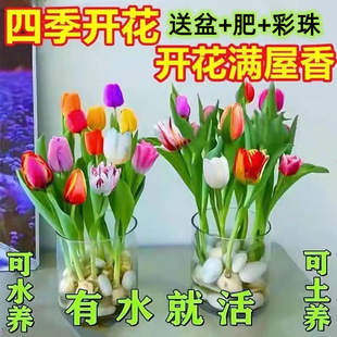 郁金香盆栽花卉植物客厅绿植花卉大全养不死 水培四季 特别耐寒