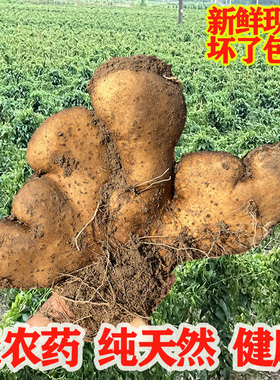 湖北武穴佛手山药新鲜去皮白山药黄冈梅川广济特产新鲜农家山药