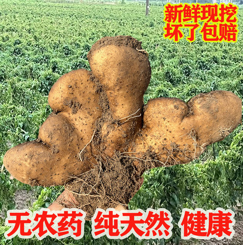 武穴特产佛手山药新鲜去皮