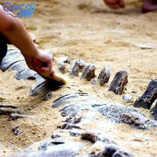 恐龙头骨身体骨骼化石博物馆科技馆学生科普展览玻璃钢模型厂家