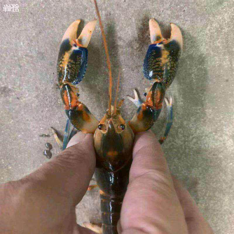 火山破坏者鳌虾宠物虾红色螯虾观赏虾淡水虾鱼缸养殖包邮