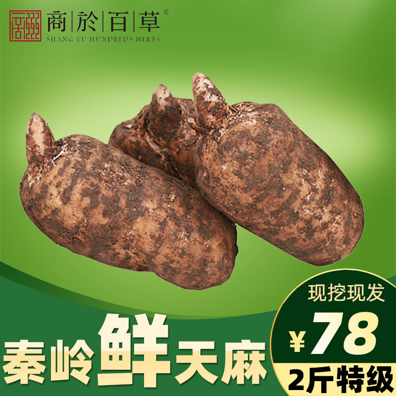 新鲜天麻 产地现挖秦岭鲜天麻 野外生长1000g 非云南邵通生天麻