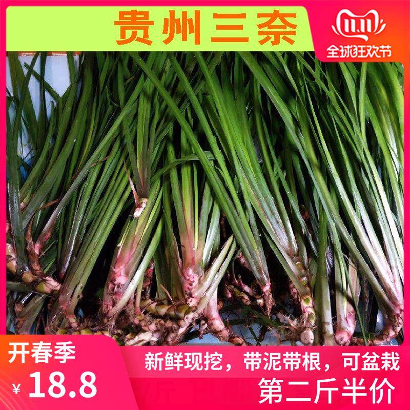 贵州特产调味香料山奈去腥除味五香草随手香新鲜带根盆栽1斤三赖