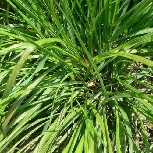 fragrant 100pcs lemongrass herb lemon grass cymbopogon flexu