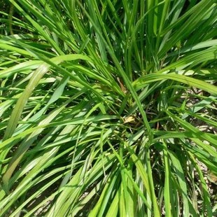 Fragrant 100pcs Lemongrass Herb Lemon Grass Cymbopogon Flexu