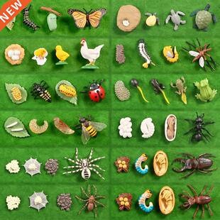 Simulation Animals Growth Cycle Butterfly,Ladybug,Chicken Li
