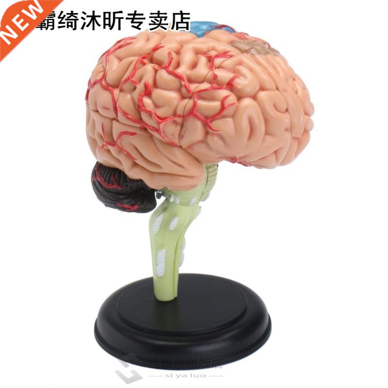 4D Anatomical Human, Brain Model Anatomy Medical Teaching To