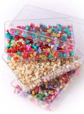 100-600 Pieces Boxed Decorative Dried Flower Mini Star Bouqu
