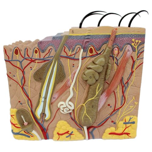 Skin Model,Skin and Hair Structure Enlarge Model Anatomical