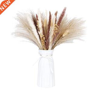 Pappas Grass Plums,Fluffy Pappas Grass Plant Branches,Tusk A