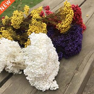 25g Natural Dried Fresh preserved Millet flower,Eternal Dry
