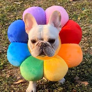 Sun Flower Pet Adjustable Recovery Collar Elizabethan Circle