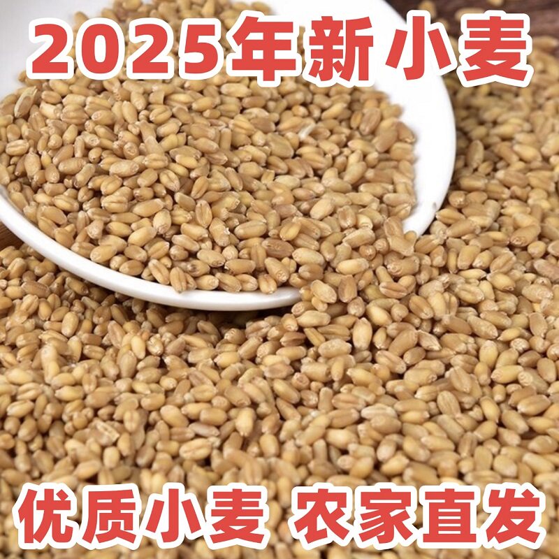 2025小麦粒麦子粒河南优质麦粒米草籽猫草食用磨面颗粒发芽麦芽糖