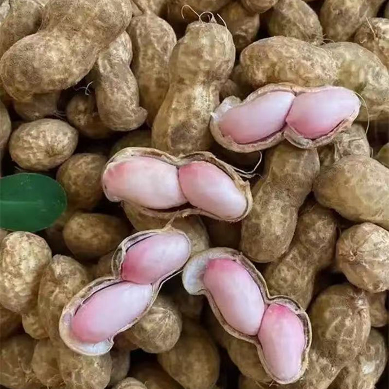 现挖现发  坏果包赔