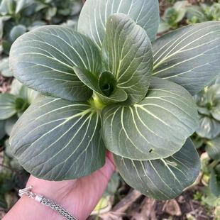 苏北苏州青当天现摘霜冻苏州青新鲜露天青菜半斤青菜矮脚青菜