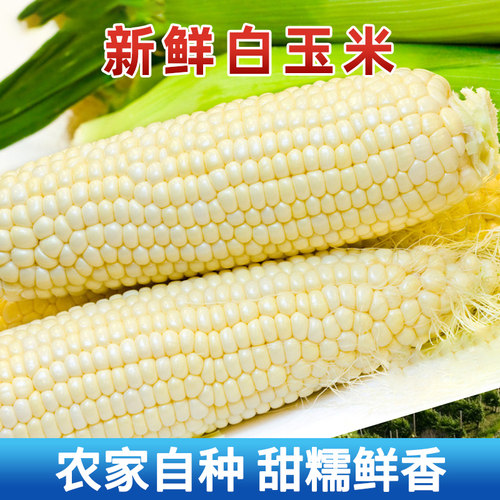乔诚甜糯生白玉米现摘现发