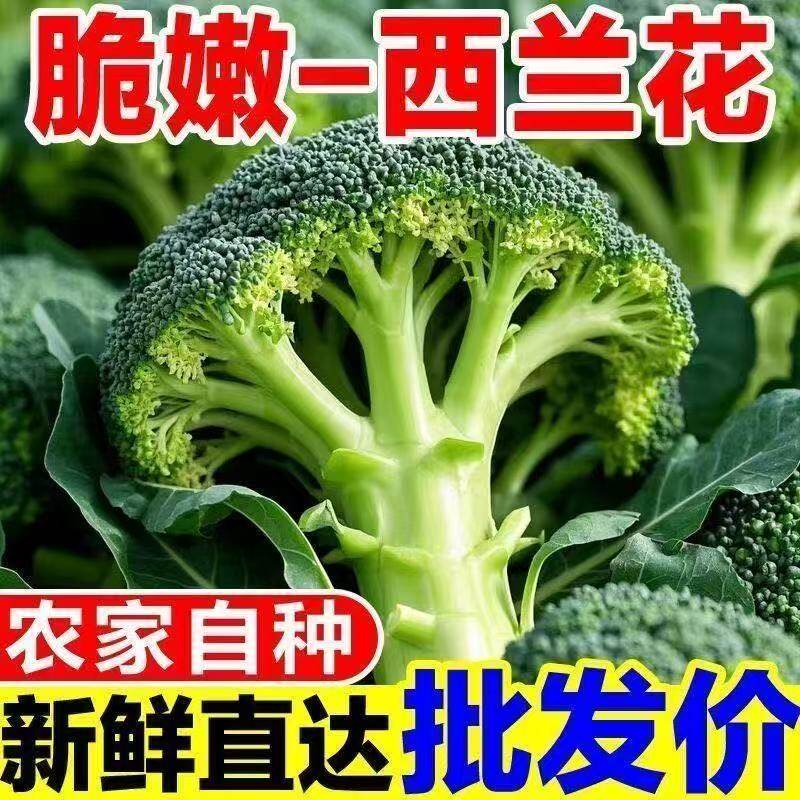 江苏农家现摘西兰花新鲜西蓝花绿青花菜花椰菜脆嫩菜花时令蔬菜