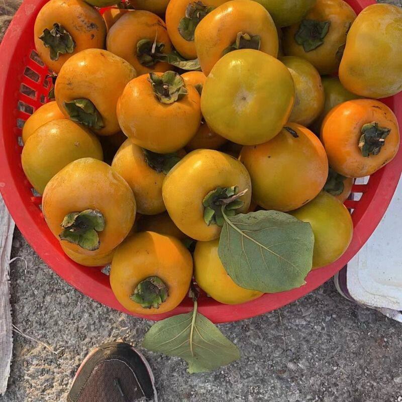 苏北东台老式梅花小方柿子当季甜柿正宗放软蜜柿水果新鲜软柿子
