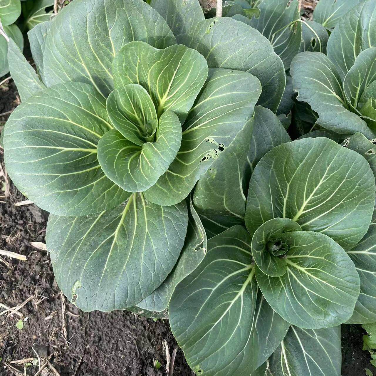 苏北农家霜冻上海青大青菜蔬菜新鲜苏州青矮脚太湖黑油菜火锅菜,水产肉类/新鲜蔬果/熟食,叶菜类,淘宝优惠券,粉丝福利购,淘宝优惠卷