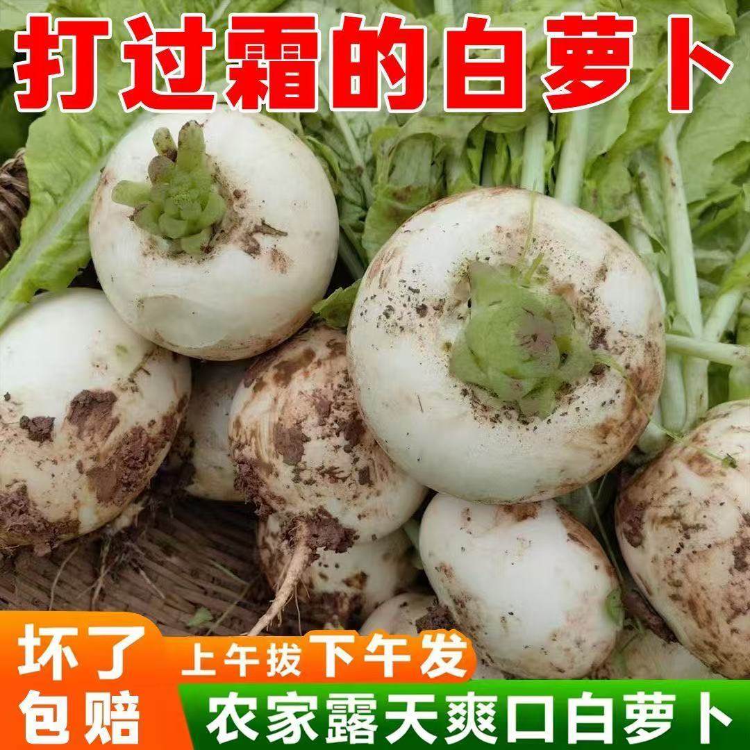 江苏农家霜打带泥小圆白萝卜新鲜大白罗卜苏菜可腌泡菜时令蔬菜,水产肉类/新鲜蔬果/熟食,萝卜/胡萝卜,淘宝优惠券,粉丝福利购,淘宝优惠卷
