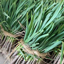 东台农家本地露天大蒜叶新鲜红紫皮大蒜叶青蒜苗红根应季 蔬菜现挖