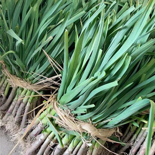 东台农家本地露天大蒜叶新鲜红紫皮大蒜叶青蒜苗红根应季蔬菜现挖