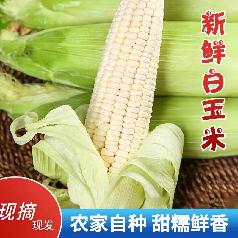乔诚新鲜带皮甜糯生白玉米糯图片