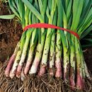 江苏农家本地露天土大蒜叶新鲜红紫皮大蒜叶青蒜苗红根应季 蔬菜