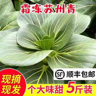 苏北农家露天油菜霜冻苏州青上海糯大青菜新鲜蔬菜矮脚青黑菜蔬菜