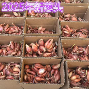 农家新鲜红葱头种盆栽干香小葱头葱香葱头子葱果子熬葱油原料商用