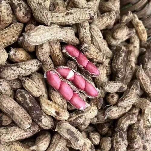 新鲜湿红皮花生乔诚现摘现发