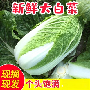 苏北农家霜冻新鲜蔬菜大白菜娃娃菜东北山东鲜嫩小白菜现摘青菜