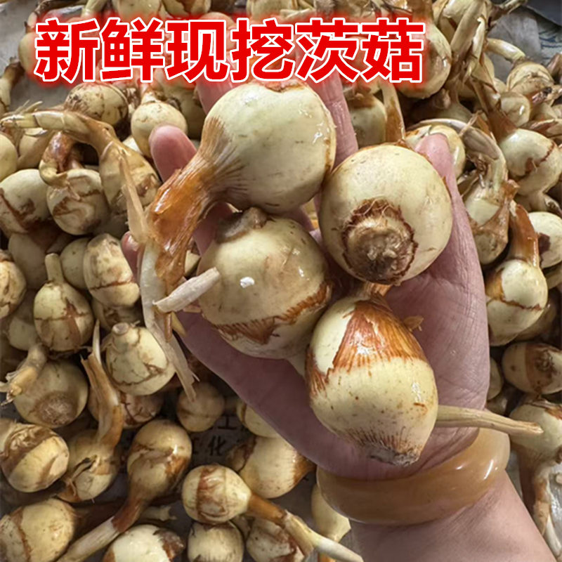 苏北蔬菜荸荠茨菇茨菰马蹄乔诚