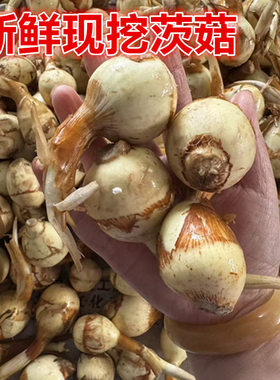 东台新鲜蔬菜山茨菇白慈姑茨菰马蹄荸荠燕尾草地栗芽菇特产兹池姑
