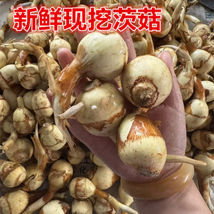 东台新鲜蔬菜山茨菇白慈姑茨菰马蹄荸荠燕尾草地栗芽菇特产兹池姑