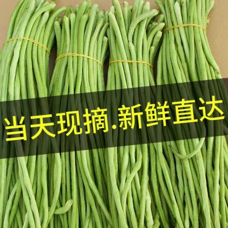 乔诚长缸豆长豆角四季豆现摘现发图片