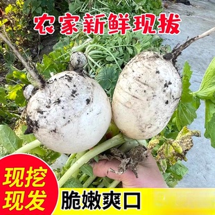 农家本地老品种带泥小圆白萝卜新鲜蔬菜大白罗卜可腌泡菜10斤现挖