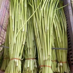 苏北农家新鲜水芹菜野芹菜野生河芹去叶去根净菜时令蔬菜金坛水芹
