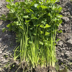 农家露天霜打现挖芹菜新鲜小药芹香芹土芹旱芹带根带叶时令蔬菜