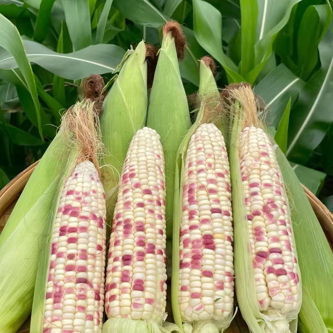 乔诚甜糯玉米现摘现发