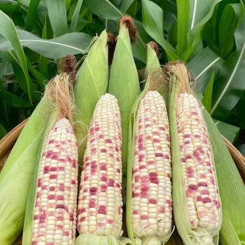 乔诚甜糯玉米现摘现发