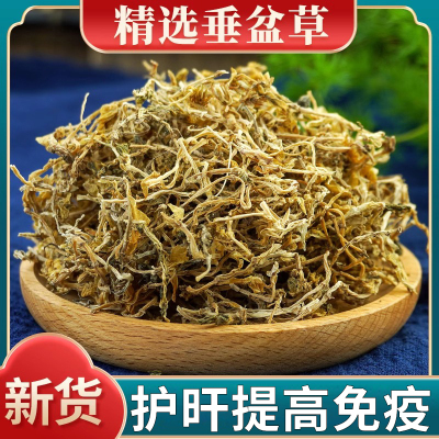 垂盆草的功效中药材养肝旰护旰